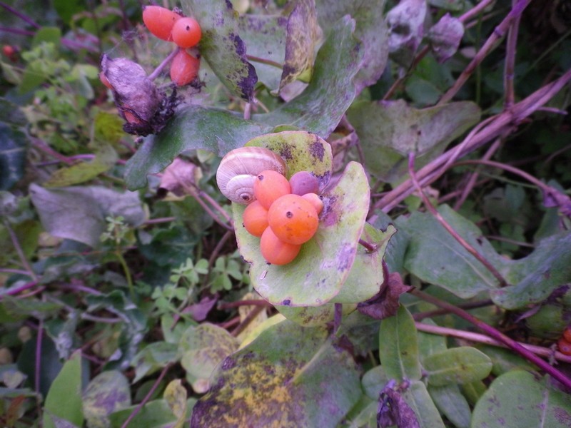 Lonicera implexa / Caprifoglio mediterraneo